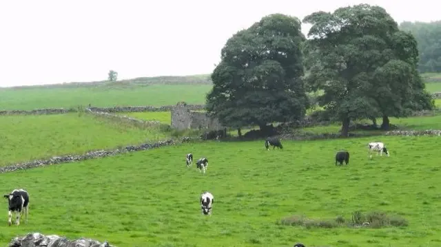 Cows in a Leek field