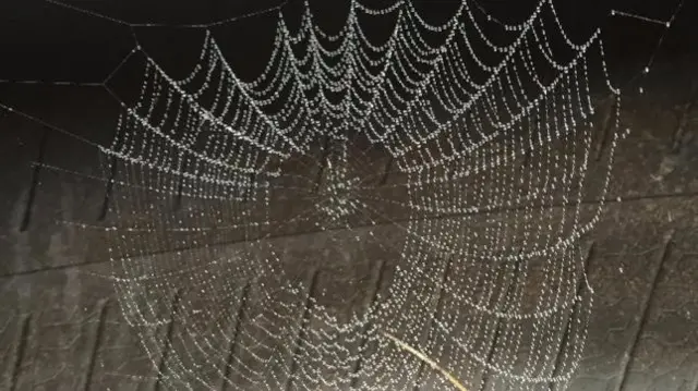 Spider's web