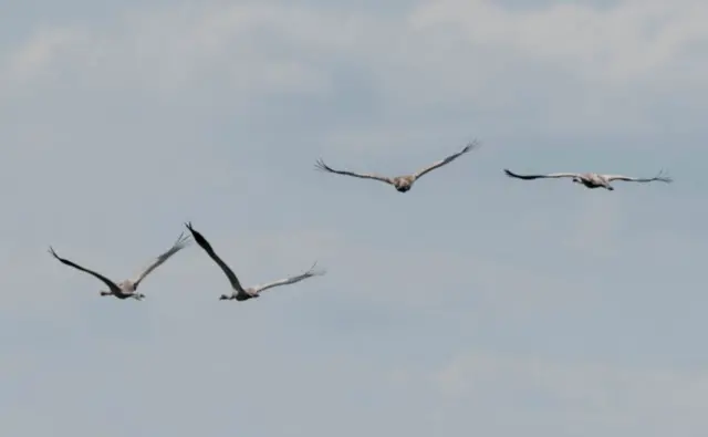 Four cranes in flight