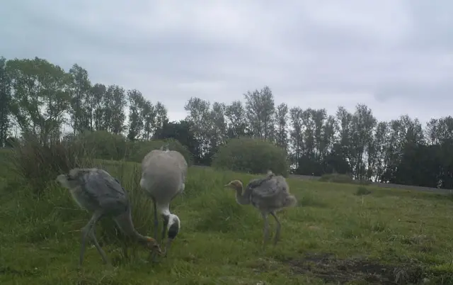 Two chicks with an adult bird