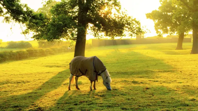 Barlaston's Queen Mary Drive, horse called Purdy in June 2016