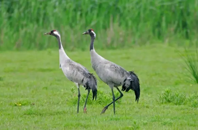 Two adult cranes on grassland