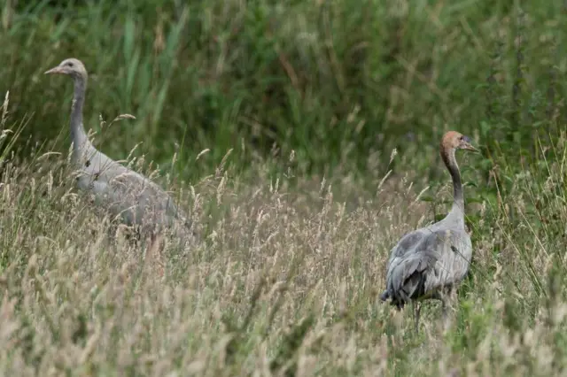 Two cranes with grassland