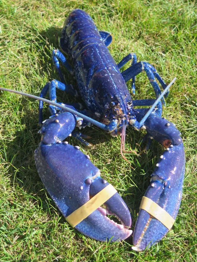 Blue lobster