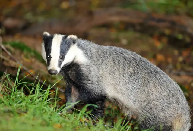 Badger