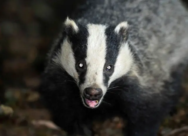 Badger