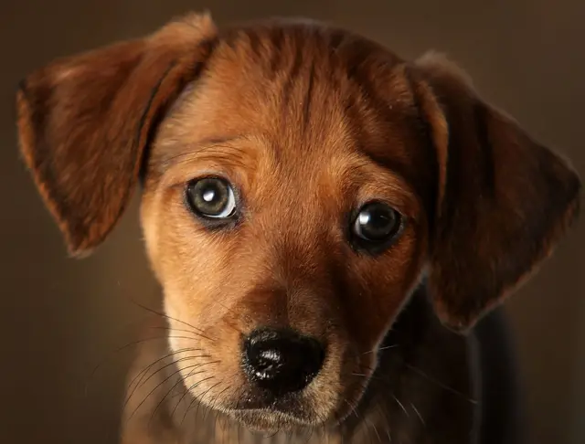 Dashund puppy looks at the camera with doe eyes