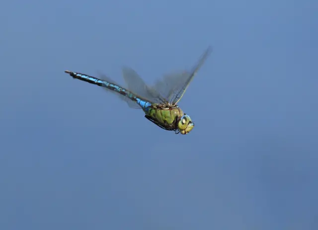 Emperor dragonfly