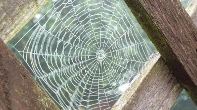 Spiders web