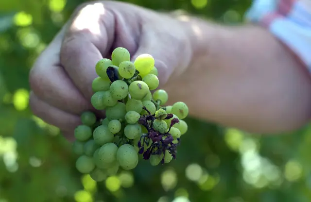 French vineyard