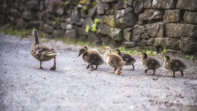 Ducklings in Peak District in June 2016