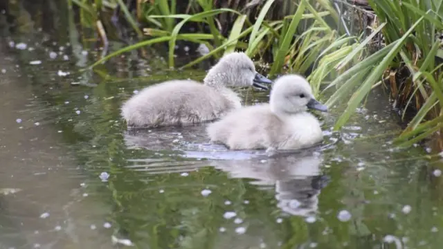 Westport Lake