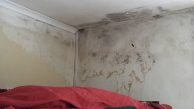 Mould on the walls of a Shrewsbury flat