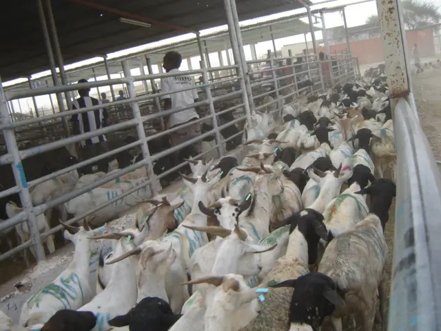 Goats in Berbera port, Somaliland