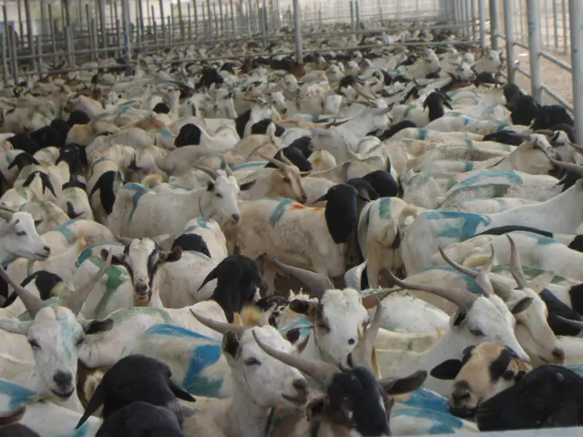 Goats and sheep in Berbera, Somaliland