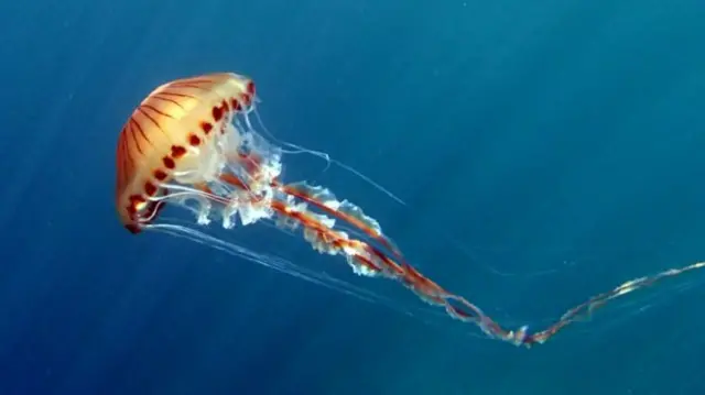 Compass jellyfish are among several varieties found in waters around the UK