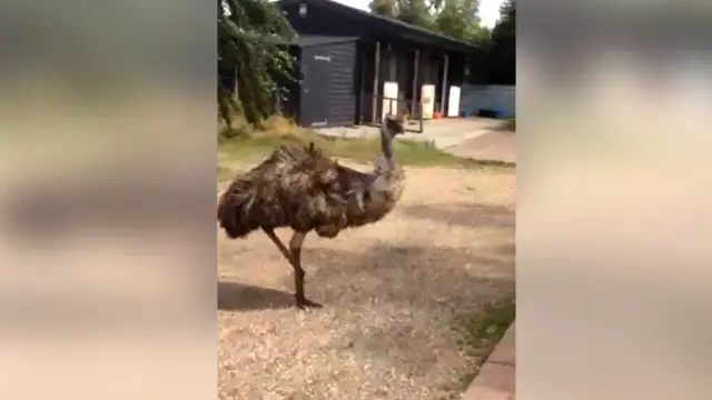 Emu