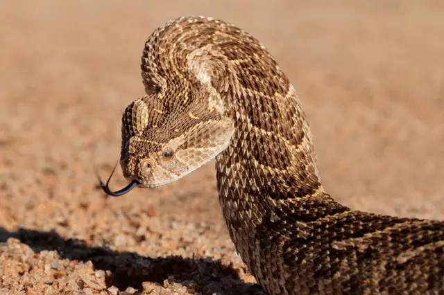 African puff adder