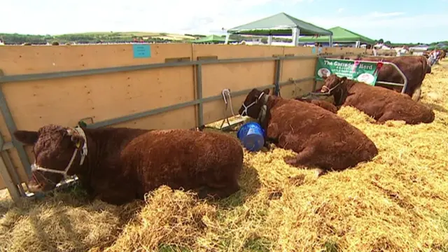 North Devon Show