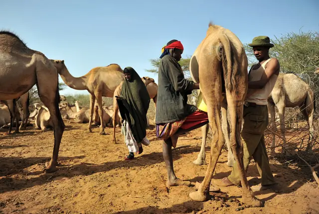 Camels in Kenya