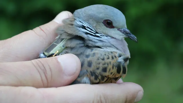 Turtle dove with satellite tag