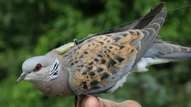 Turtle dove with tag