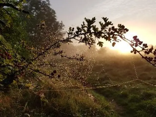Spiderweb in Tenbury Wells