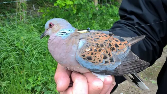 Turtle dove with satellite tag