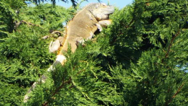 Iguana up tree