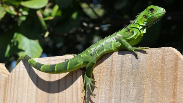 Iguana