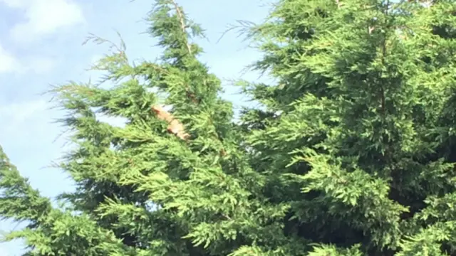 Iguana in tree