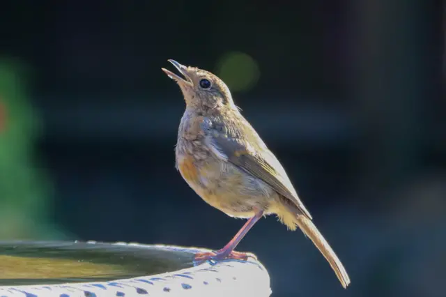 Robin