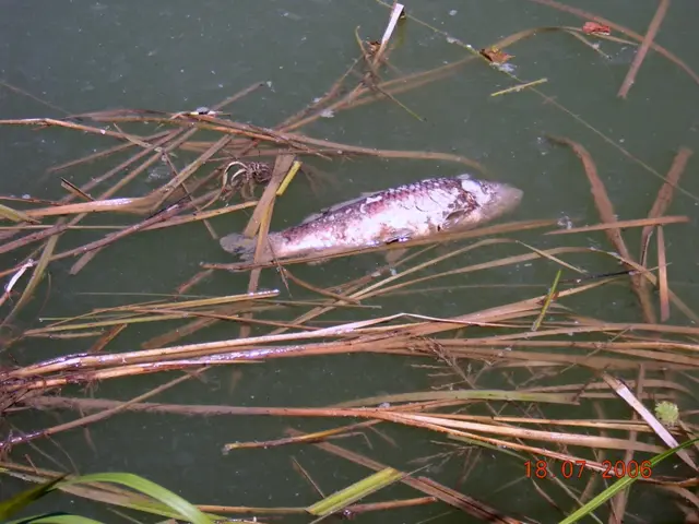 Fish dead