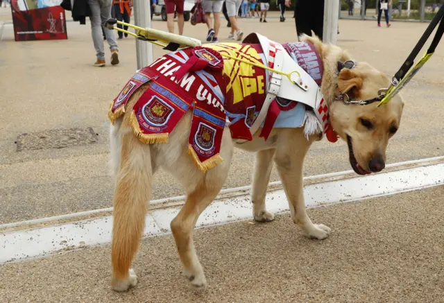 A four-legged West Ham fan