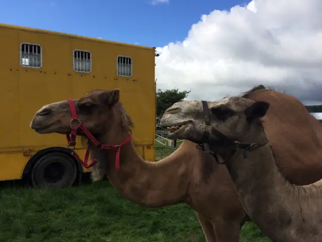 Camels