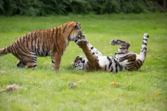 Tiger cubs play with each other