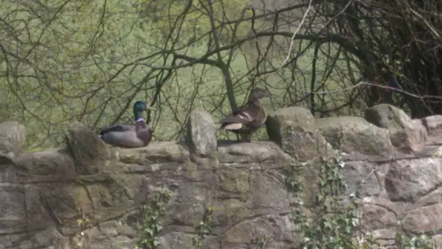Ducks on a wall