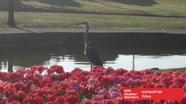 Heron at pond in Ware