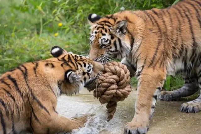 Tigers play with rope ball