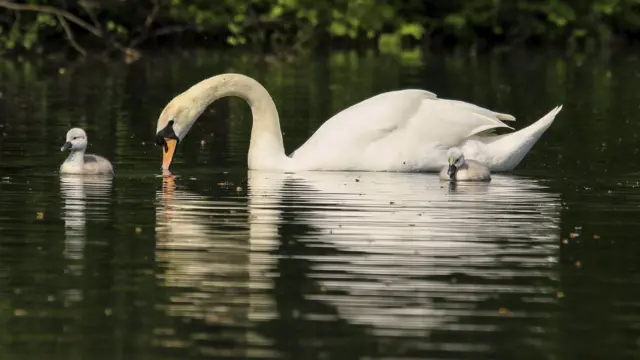 Swans at the Trentham Estate