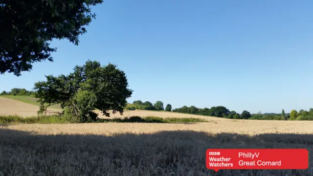 Field in Great Cornard