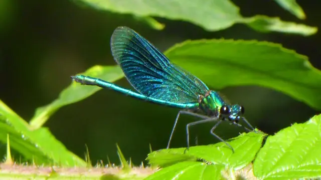 Damsonfly