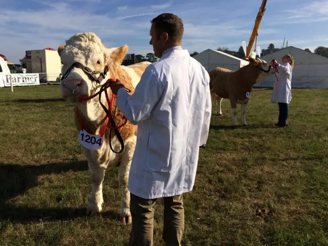 Cow shown at Bucks County Show