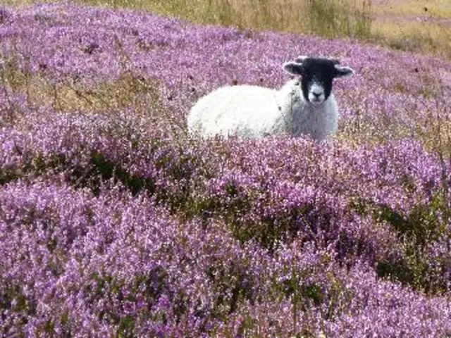 Sheep in heather