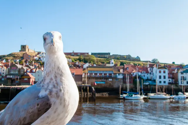 Seagull at Whitby