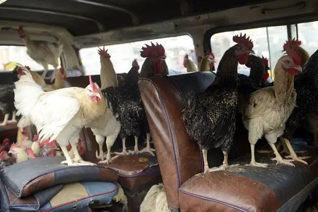 Chickens in a minibus