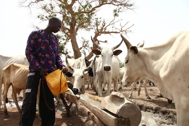 Cattle in Nigeria