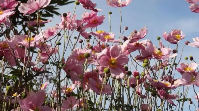 Biddulph flowers