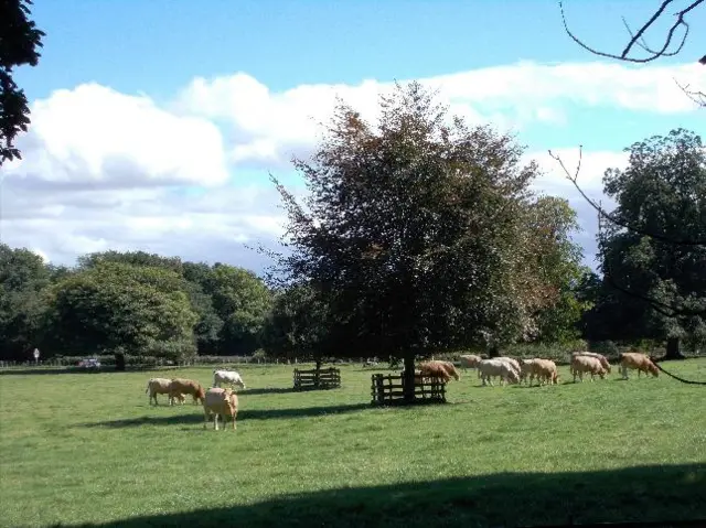 Cows in a field