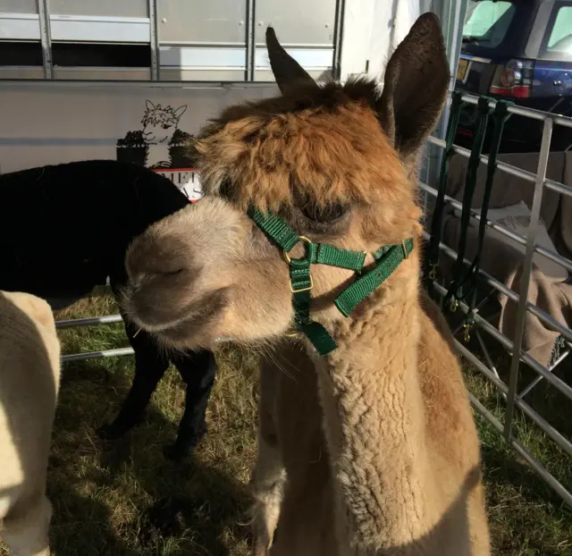 Alpacas at Bucks County Show